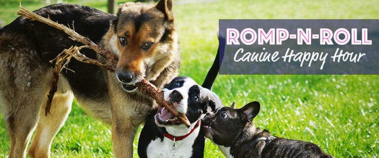 Romp-N-Roll: Canine Happy Hour
