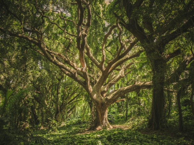 Tu Bishvat – A Jewish Appreciation of Trees