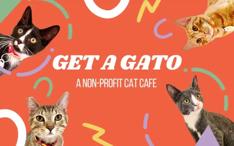 Save The Date: Queer Singles Cat Cafe