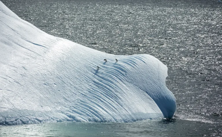 Chinstrap penguins on an iceberg, Antarctica